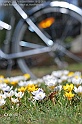 crocus24