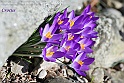 crocus25