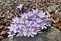 crocus26