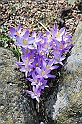 crocus27