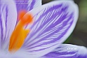 crocus28