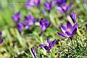 crocus29