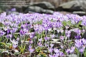 crocus30