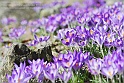 crocus31