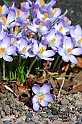 crocus32