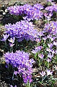 crocus33