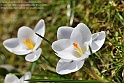 crocus34
