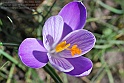 crocus35