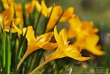 crocus36