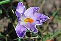 crocus38