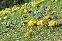 crocus39