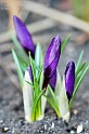 crocus40