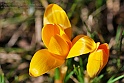 crocus41