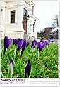 crocus43