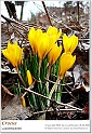 crocus44