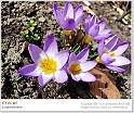crocus45