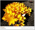 crocus46