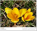 crocus47