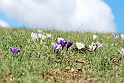 crocus48