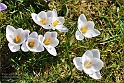 crocus49