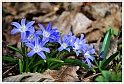 GloryOfTheSnow10