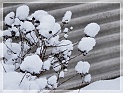 TheSnowAndI06
