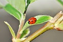 lady-bird-1