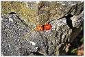 lady-bird-10