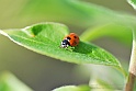lady-bird-2