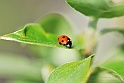 lady-bird-3