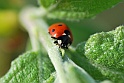 lady-bird-4