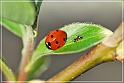 lady-bird-6
