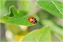 lady-bird-7
