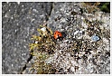 lady-bird-9