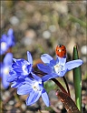 lady-bird-gloryOfSnow