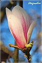 Magnolia-0