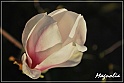 Magnolia-14