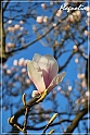 Magnolia-2