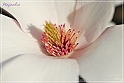 Magnolia-43