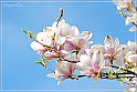 Magnolia-44