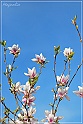 Magnolia-45