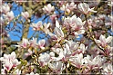 Magnolia-46