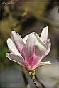 Magnolia-48