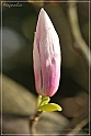 Magnolia-49