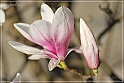 Magnolia-52