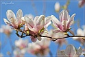Magnolia-53