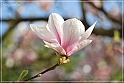 Magnolia-55
