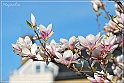 Magnolia-57