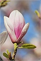 Magnolia-58