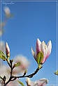 Magnolia-65